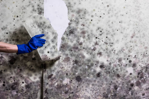 Maricopa, CA Mold Remediation Company